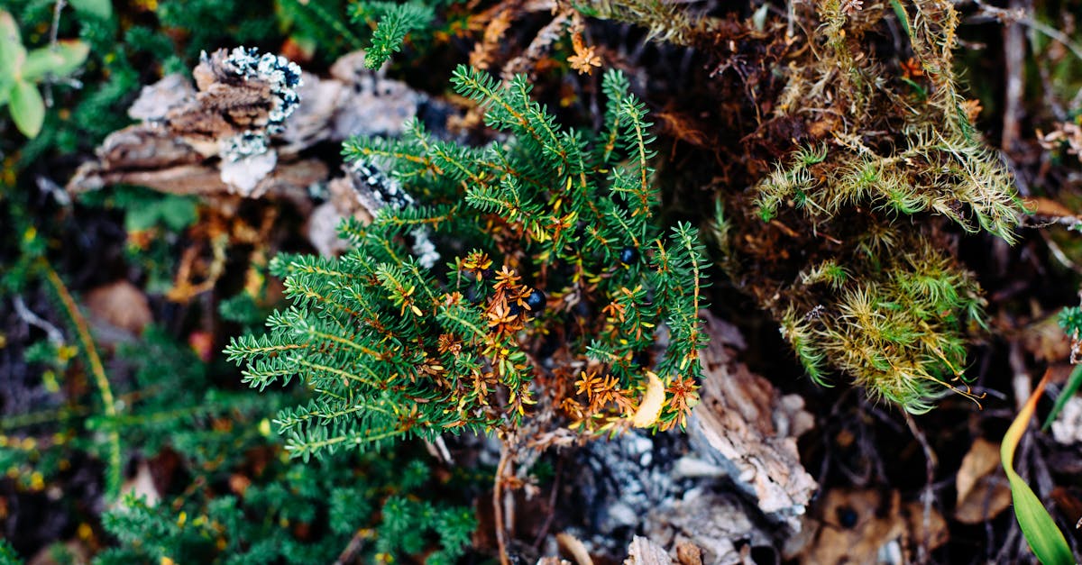 découvrez l'univers fascinant des lichens, ces organismes étonnants qui résultent de la symbiose entre champignons et algues. apprenez leurs rôles écologiques, leur diversité, et leur importance pour l'environnement dans notre guide complet dédié aux lichens.